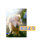 ダックス ペコ(♂レッド)と花(♀クリーム)（個別スタンプ：4）