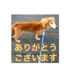 ダックス ペコ(♂レッド)と花(♀クリーム)（個別スタンプ：5）