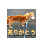 ダックス ペコ(♂レッド)と花(♀クリーム)（個別スタンプ：6）
