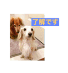 ダックス ペコ(♂レッド)と花(♀クリーム)（個別スタンプ：7）