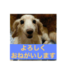 ダックス ペコ(♂レッド)と花(♀クリーム)（個別スタンプ：8）