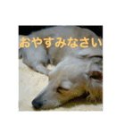 ダックス ペコ(♂レッド)と花(♀クリーム)（個別スタンプ：9）
