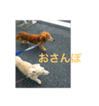 ダックス ペコ(♂レッド)と花(♀クリーム)（個別スタンプ：10）