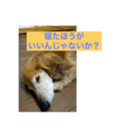 ダックス ペコ(♂レッド)と花(♀クリーム)（個別スタンプ：11）