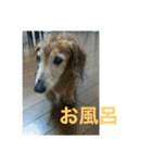 ダックス ペコ(♂レッド)と花(♀クリーム)（個別スタンプ：12）