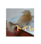 ダックス ペコ(♂レッド)と花(♀クリーム)（個別スタンプ：13）