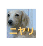 ダックス ペコ(♂レッド)と花(♀クリーム)（個別スタンプ：14）