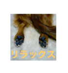 ダックス ペコ(♂レッド)と花(♀クリーム)（個別スタンプ：16）