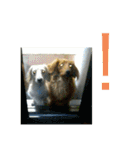 ダックス ペコ(♂レッド)と花(♀クリーム)（個別スタンプ：18）