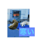 ダックス ペコ(♂レッド)と花(♀クリーム)（個別スタンプ：19）