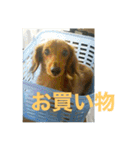 ダックス ペコ(♂レッド)と花(♀クリーム)（個別スタンプ：20）