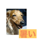 ダックス ペコ(♂レッド)と花(♀クリーム)（個別スタンプ：22）