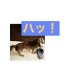ダックス ペコ(♂レッド)と花(♀クリーム)（個別スタンプ：24）