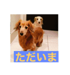 ダックス ペコ(♂レッド)と花(♀クリーム)（個別スタンプ：25）