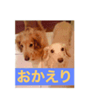ダックス ペコ(♂レッド)と花(♀クリーム)（個別スタンプ：26）
