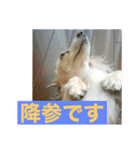 ダックス ペコ(♂レッド)と花(♀クリーム)（個別スタンプ：28）