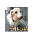 ダックス ペコ(♂レッド)と花(♀クリーム)（個別スタンプ：29）