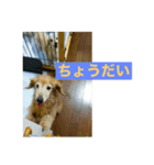 ダックス ペコ(♂レッド)と花(♀クリーム)（個別スタンプ：30）