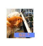 ダックス ペコ(♂レッド)と花(♀クリーム)（個別スタンプ：31）