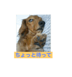 ダックス ペコ(♂レッド)と花(♀クリーム)（個別スタンプ：32）