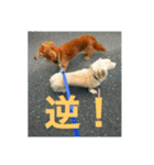 ダックス ペコ(♂レッド)と花(♀クリーム)（個別スタンプ：33）