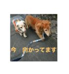 ダックス ペコ(♂レッド)と花(♀クリーム)（個別スタンプ：36）