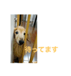 ダックス ペコ(♂レッド)と花(♀クリーム)（個別スタンプ：38）