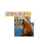 ダックス ペコ(♂レッド)と花(♀クリーム)（個別スタンプ：39）