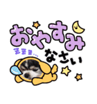 チワワのりんちゃん❤️rin chan（個別スタンプ：10）