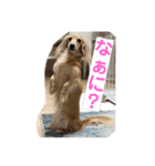 ❤️ミニチュアダックス モカちゃん3❤️（個別スタンプ：1）