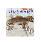 ❤️ミニチュアダックス モカちゃん3❤️（個別スタンプ：3）