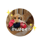 ❤️ミニチュアダックス モカちゃん3❤️（個別スタンプ：8）
