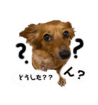 チワックスのまめ2段（個別スタンプ：6）