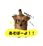 チワックスのまめ2段（個別スタンプ：7）