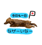 チワックスのまめ2段（個別スタンプ：10）