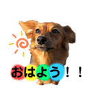 チワックスのまめ2段（個別スタンプ：17）