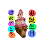 チワックスのまめ2段（個別スタンプ：20）