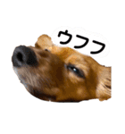 チワックスのまめ2段（個別スタンプ：21）