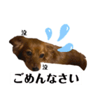 チワックスのまめ2段（個別スタンプ：26）