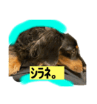 テンです、犬やらしてもらってます（個別スタンプ：3）