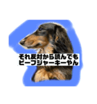 テンです、犬やらしてもらってます（個別スタンプ：5）