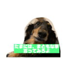 テンです、犬やらしてもらってます（個別スタンプ：6）