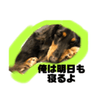 テンです、犬やらしてもらってます（個別スタンプ：8）