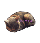 ナズさんとにゃんた（個別スタンプ：7）