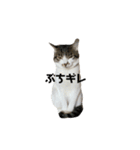 表情豊かすあまちゃん  時々よもぎ（個別スタンプ：1）