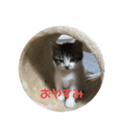 表情豊かすあまちゃん  時々よもぎ（個別スタンプ：6）