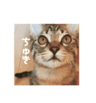 表情豊かすあまちゃん  時々よもぎ（個別スタンプ：10）