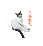 表情豊かすあまちゃん  時々よもぎ（個別スタンプ：12）