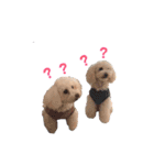トイプードル ピノ＆ルナ（個別スタンプ：2）