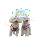 トイプードル ピノ＆ルナ（個別スタンプ：3）